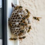 vosí hnízda na fasádě