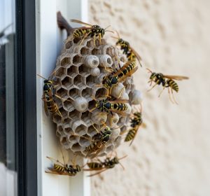 vosí hnízda na fasádě